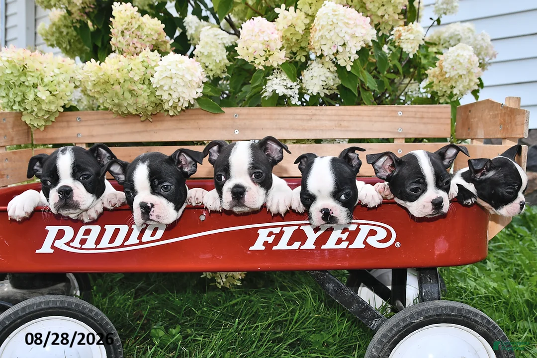 Boston Terrier dogs for sale: Snickers - Ad 2