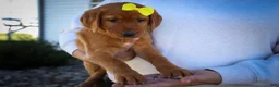 Labrador Retriever dogs for sale: NELLY - Ad 23