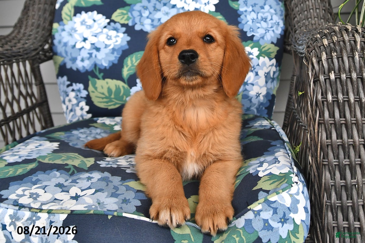 Golden Retriever dogs Poppy - Ad 2