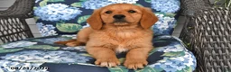 Golden Retriever dogs for sale: Poppy - Ad 2