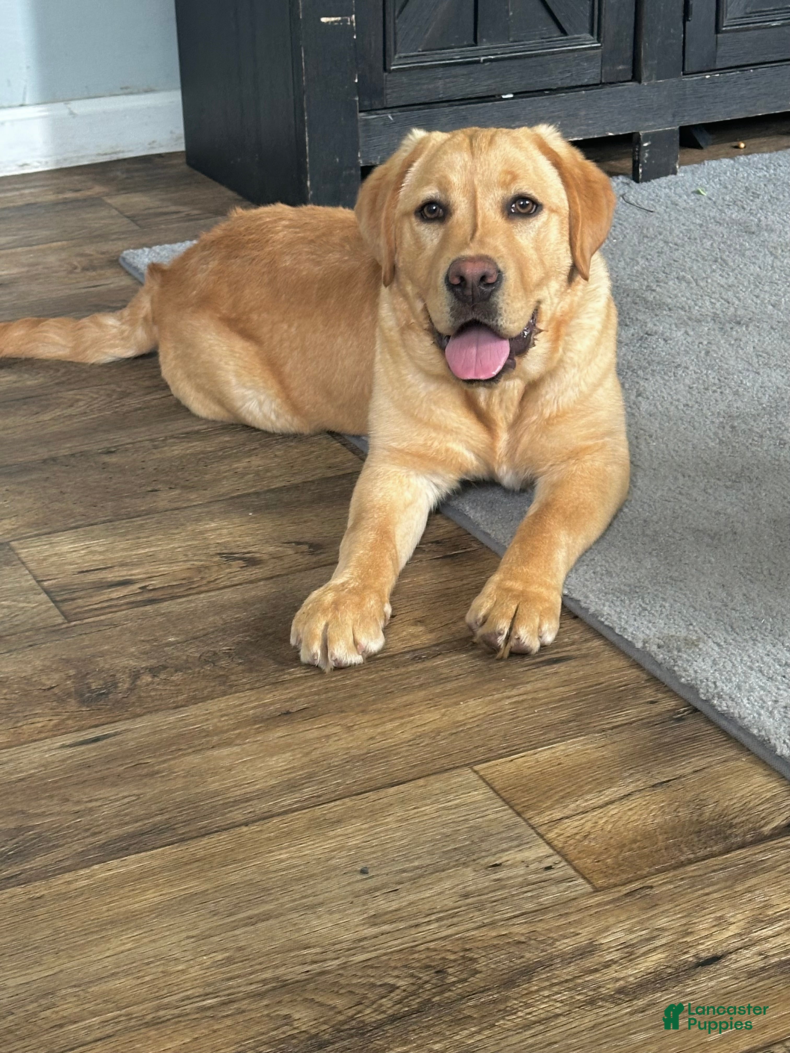 Labrador Retriever dogs Remington - Ad 1