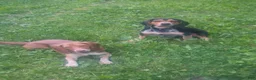 Beagle dogs for sale: JarJar Binx - Ad 8