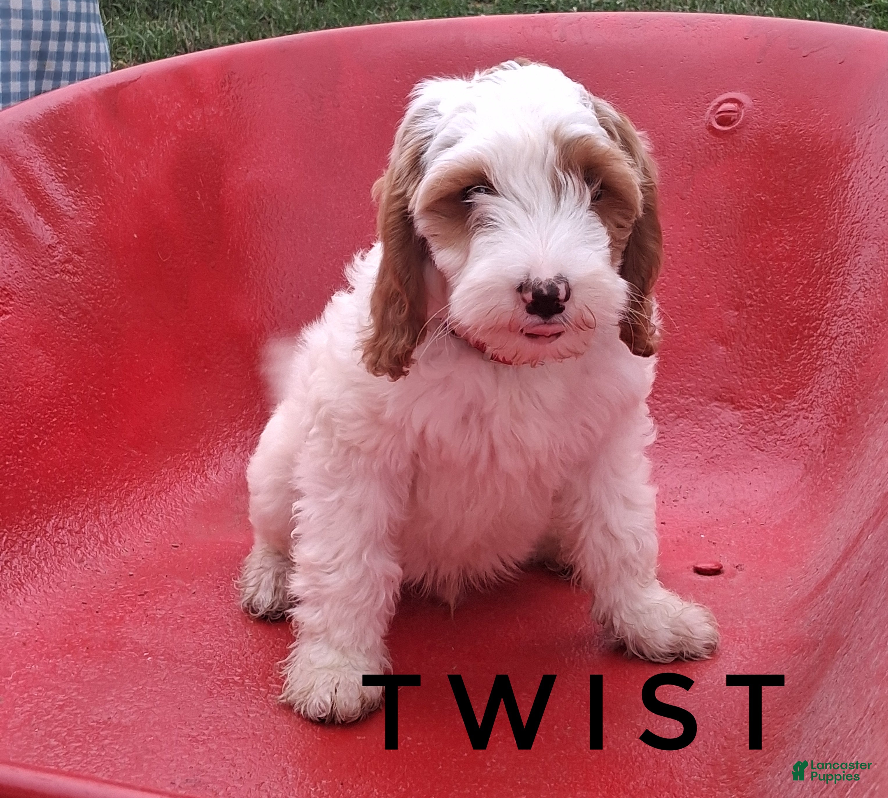 Cavapoo dogs Twist - Ad 2