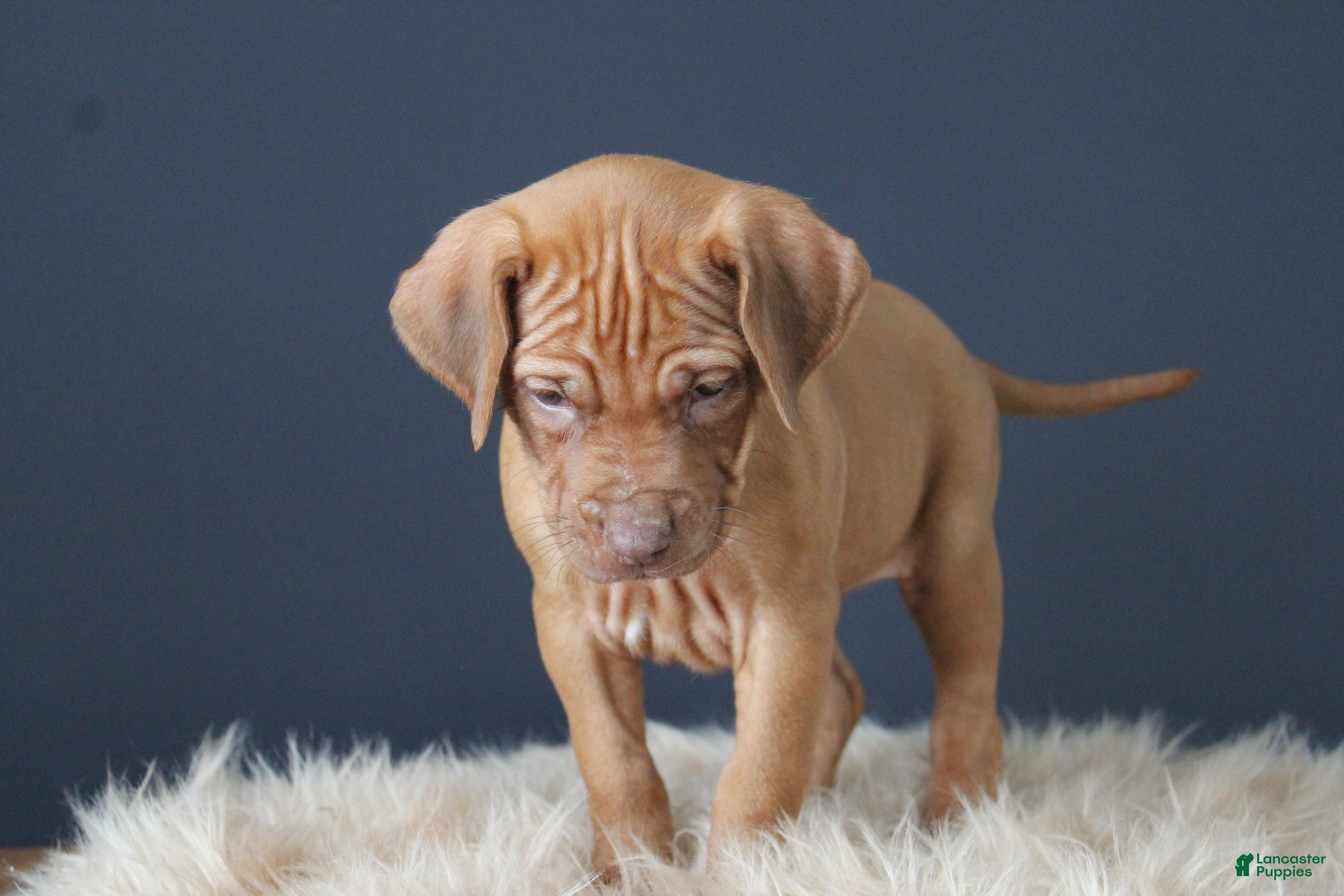 Rhodesian Ridgeback dogs Kallie - Ad 2