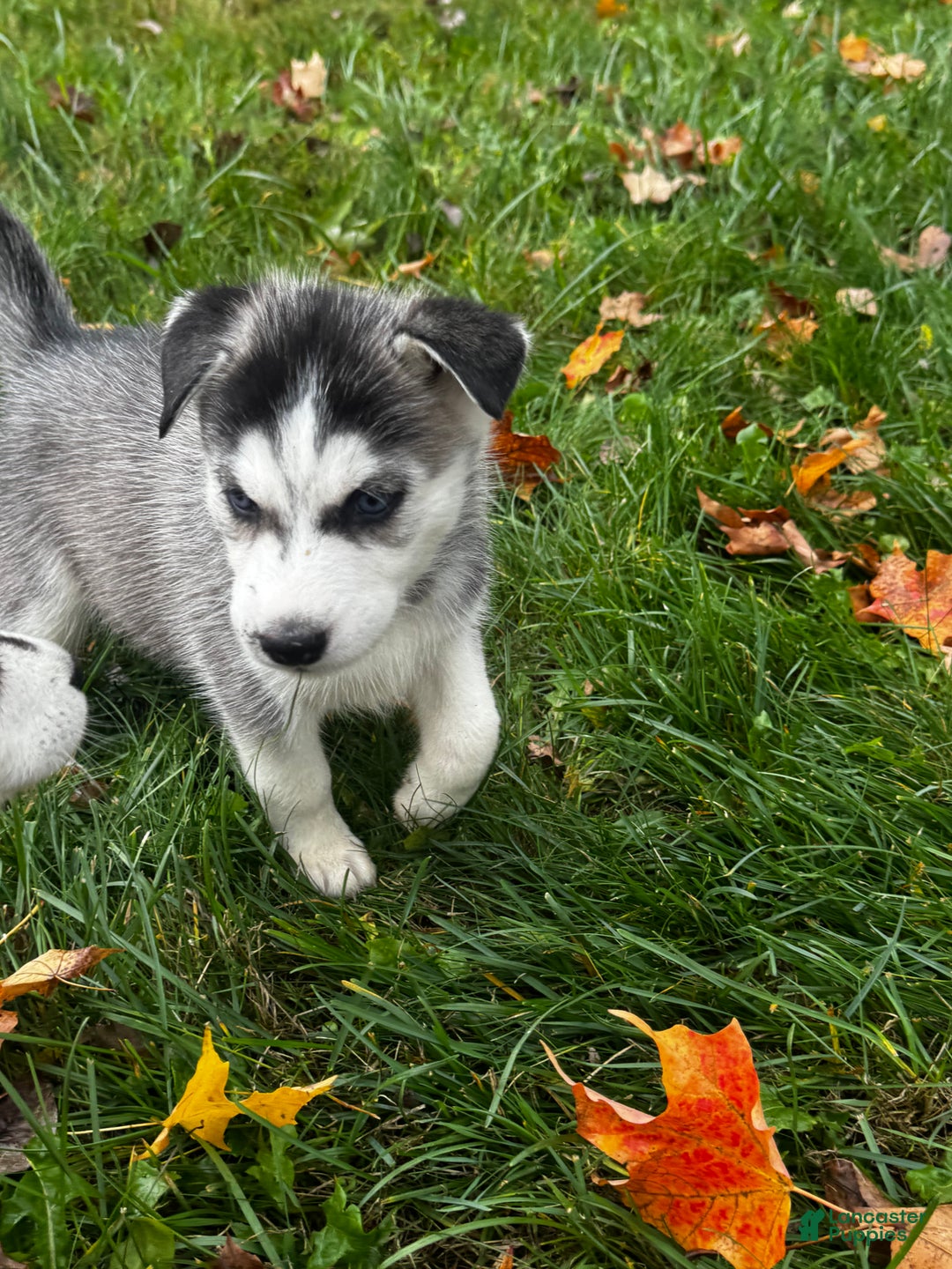 Siberian Husky Puppy for sale in Fairport Lancaster Puppies