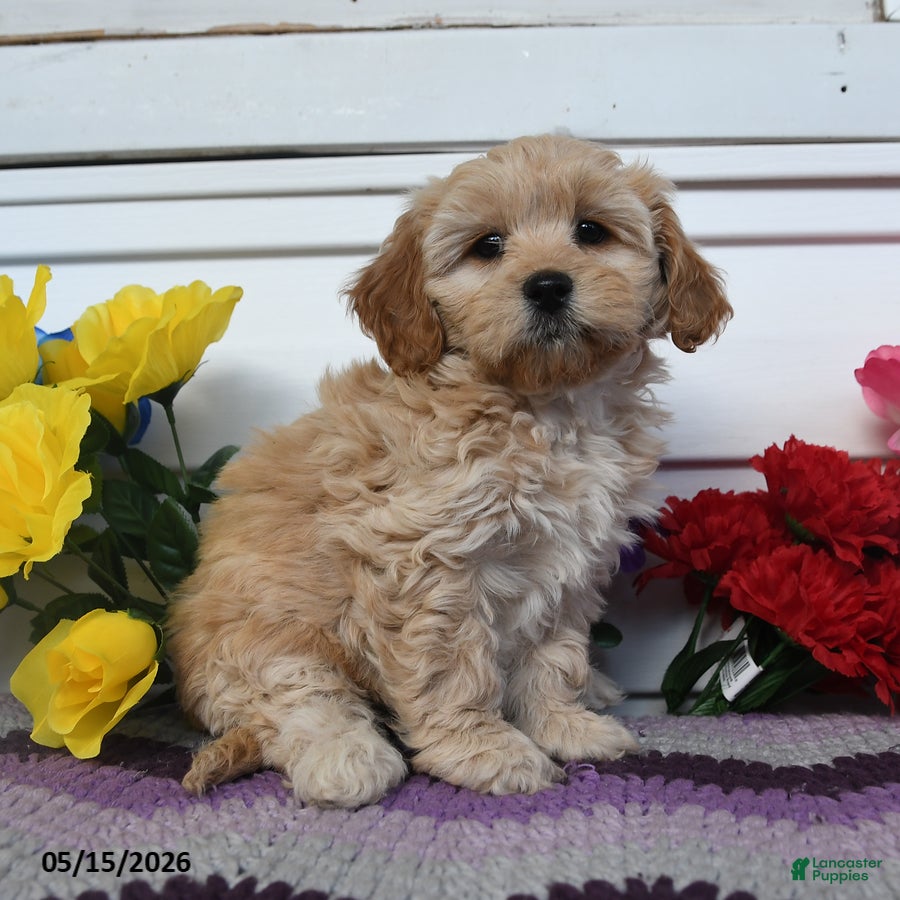 Teddy Bear dogs Kimmy - Ad 2