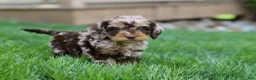 Cockapoo dogs for sale: Maverick - Ad 6