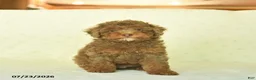 Miniature Poodle dogs for sale: Qaxon  - Ad 1