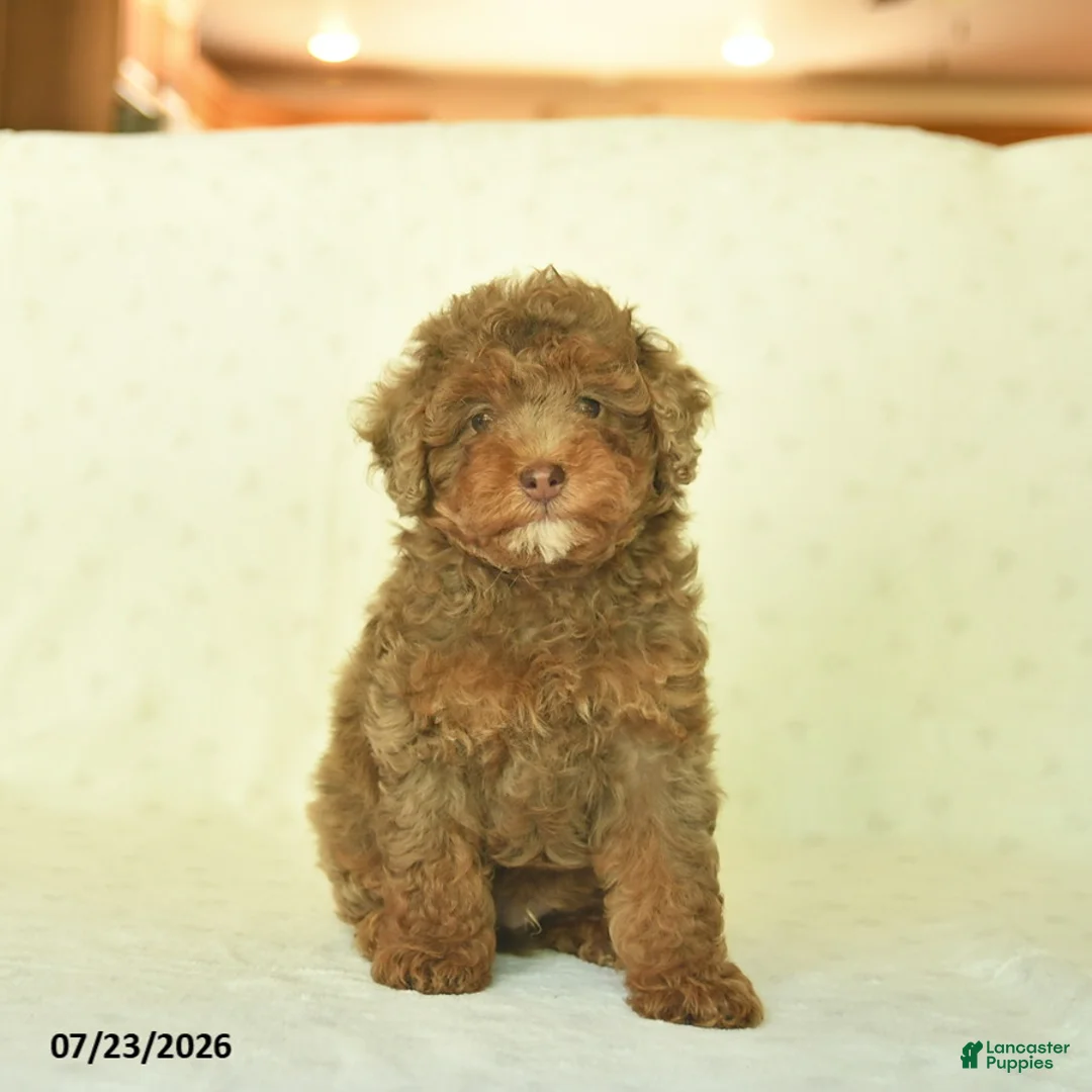 Miniature Poodle dogs for sale: Qaxon  - Ad 1