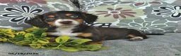 Miniature Dachshund dogs for sale: Mikey - Ad 2