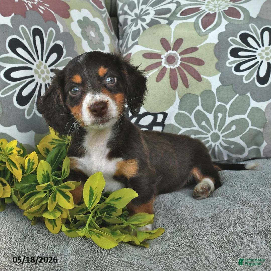 Miniature Dachshund dogs for sale: Mikey - Ad 2
