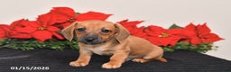 Miniature Dachshund dogs for sale: Jesse - Ad 4