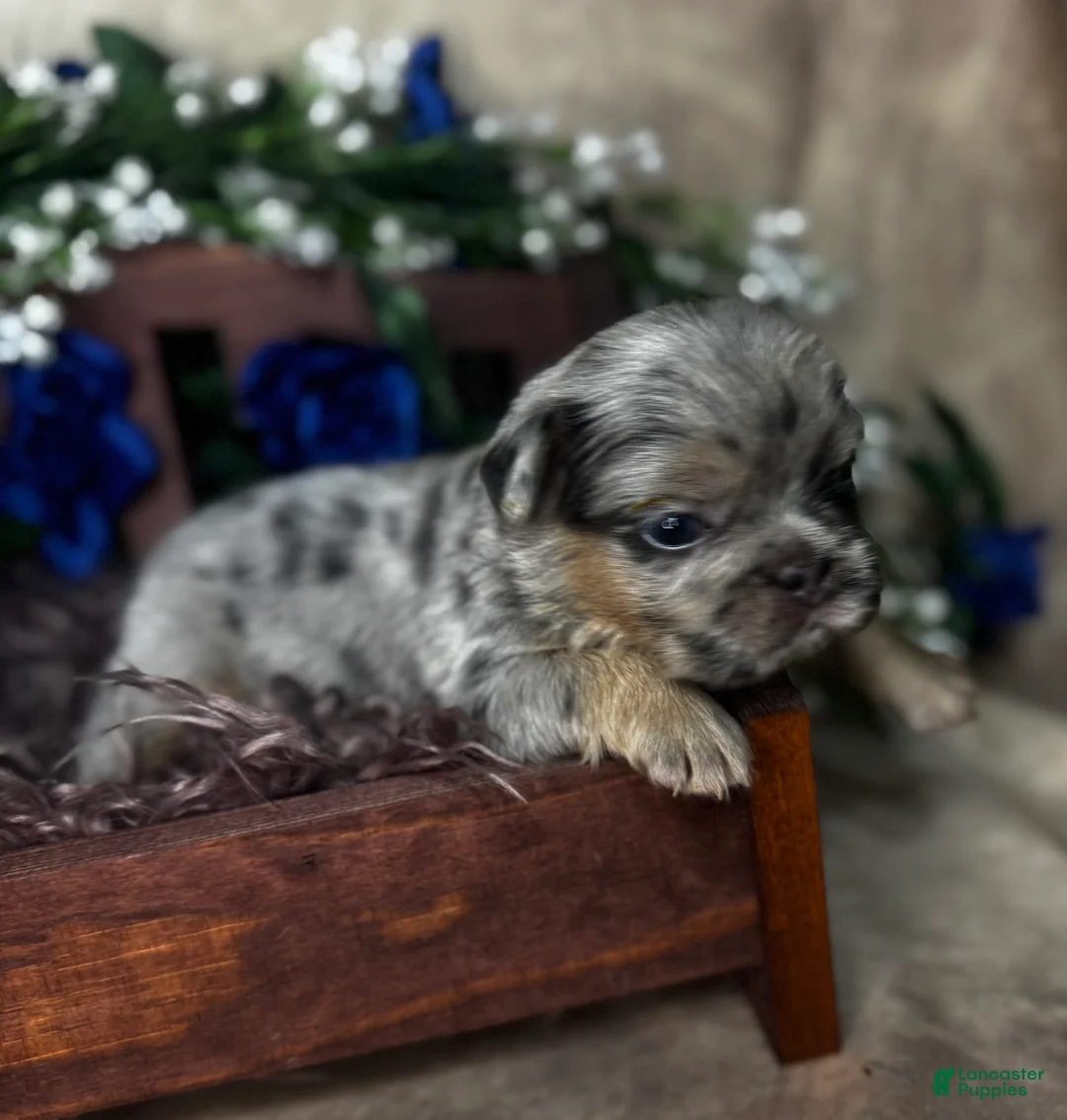 Gallery Image {{count}}