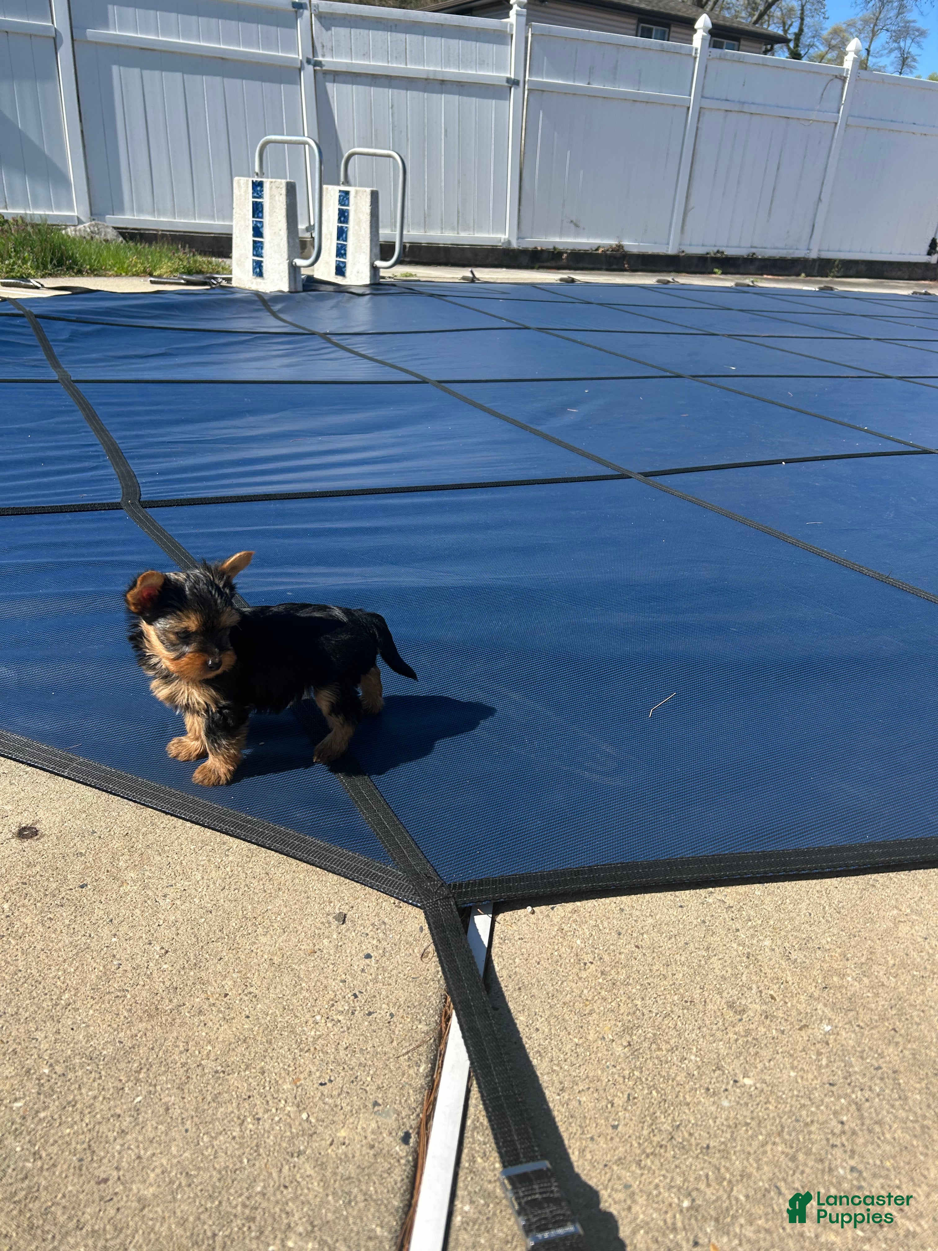 Yorkshire Terrier dogs Yorkshire Terrier Puppy 2 teacup Mickey  - Ad 1
