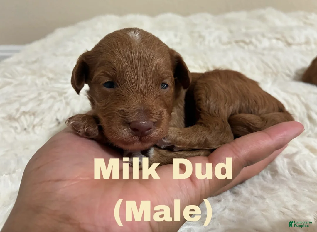 Mixed Breed dogs for sale: Milk Dud - Ad 1