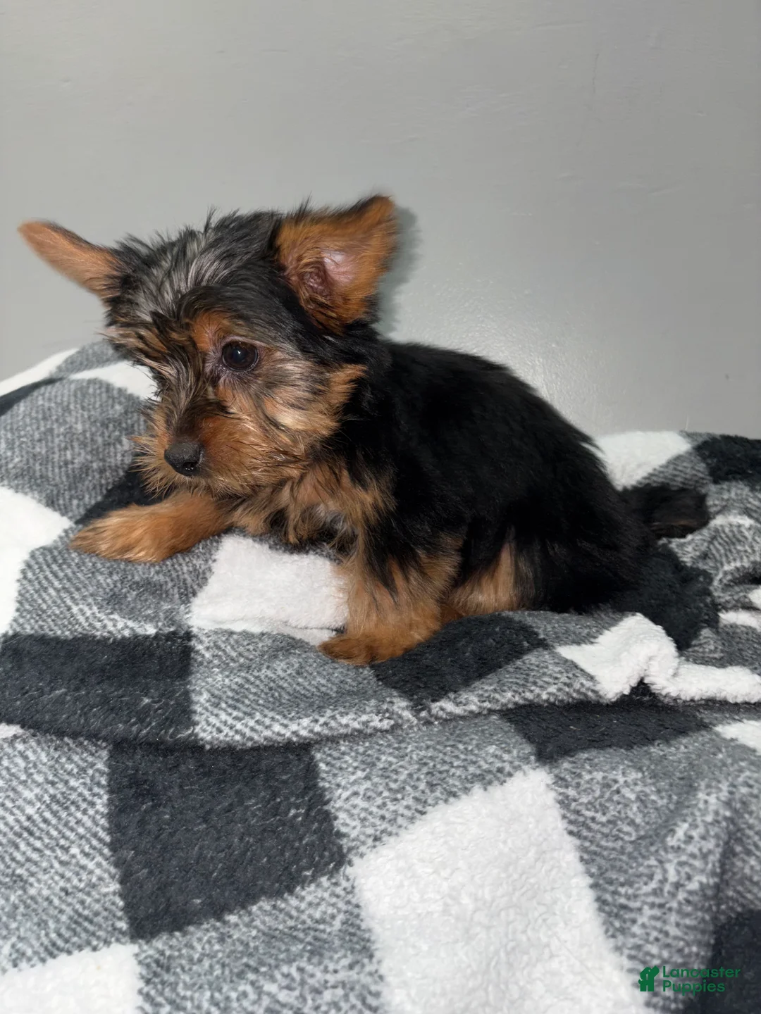 Yorkshire Terrier dogs for sale: Daisy  - Ad 4