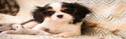 Cavalier King Charles Spaniel dogs for sale: Chester - Ad 5