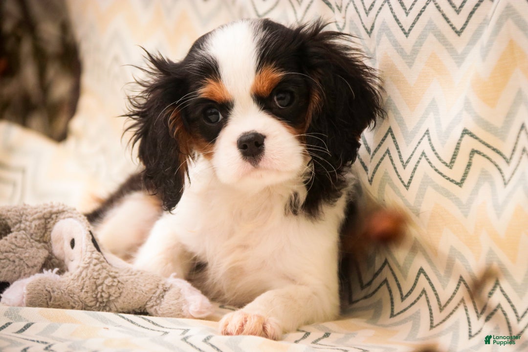 Cavalier King Charles Spaniel dogs for sale: Chester - Ad 5