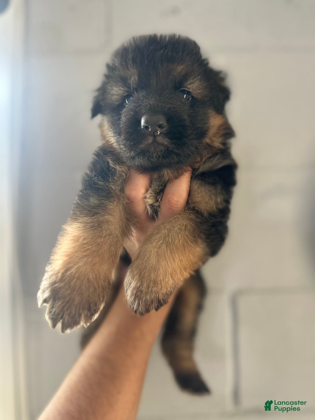 German Shepherd dogs for sale: Mango - Ad 6