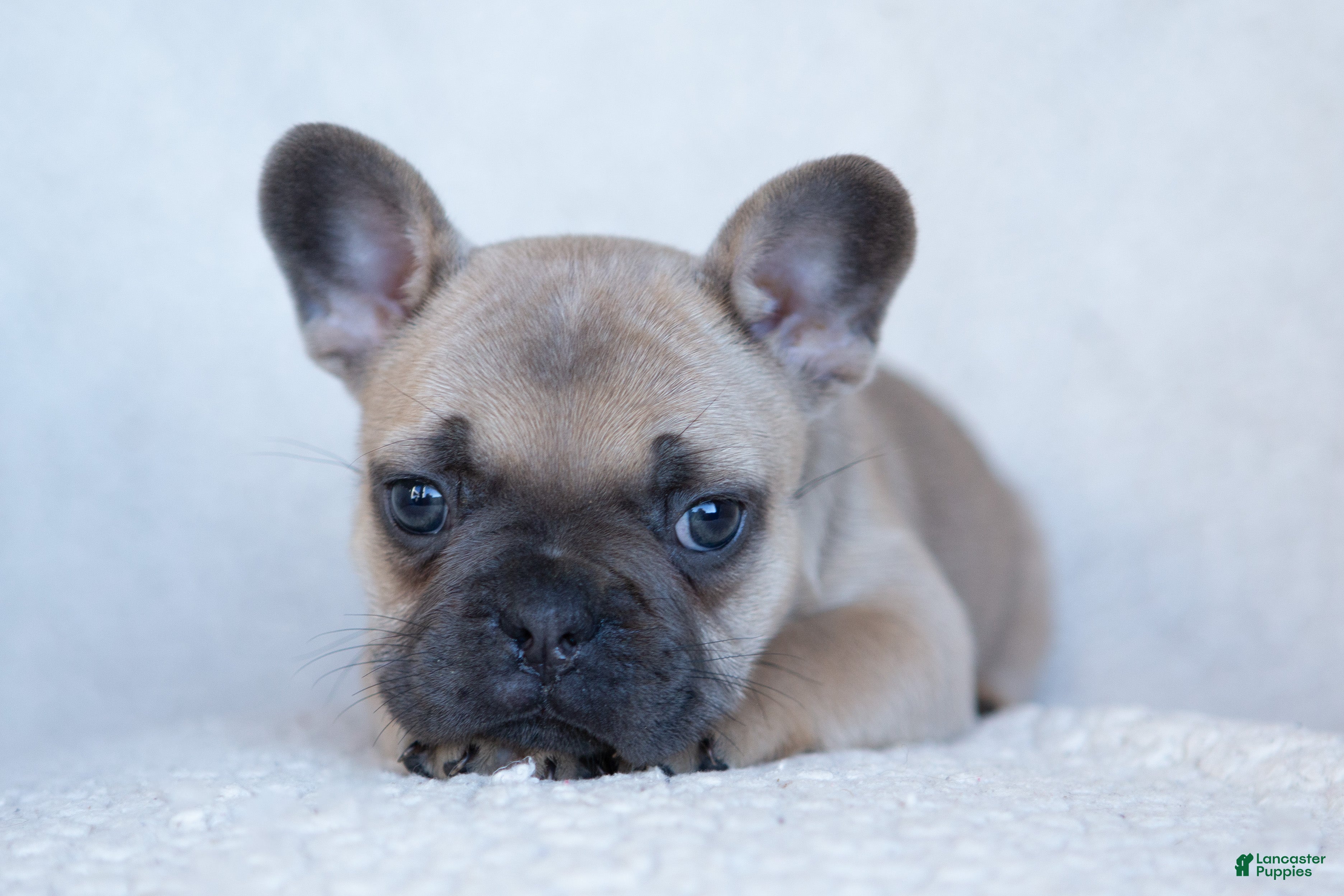 French Bulldog dogs Penny AKC - Ad 2