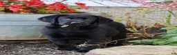 Labrador Retriever dogs for sale: Betty  - Ad 9