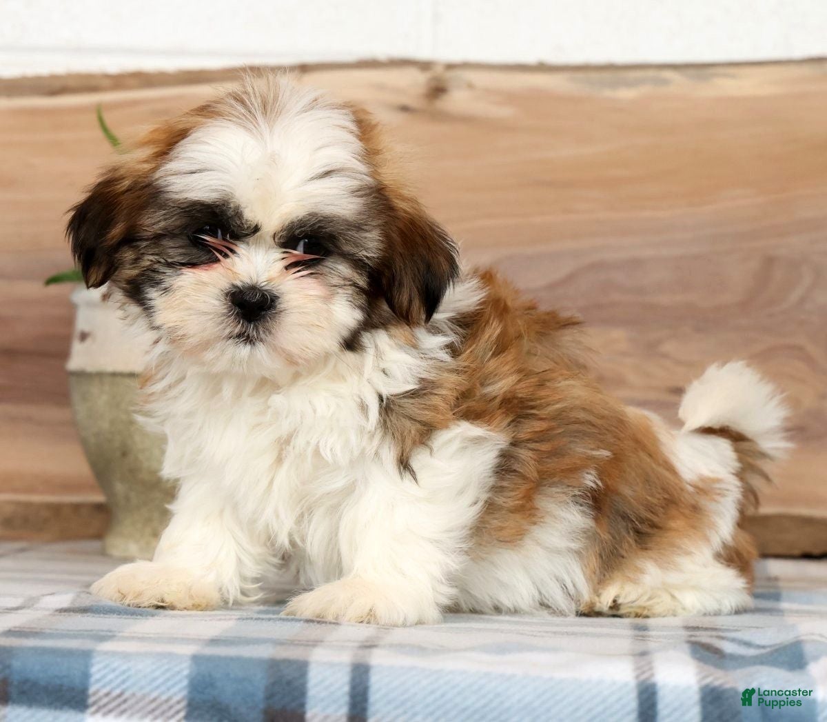 Shih Tzu dogs Huey - Ad 2