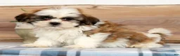 Shih Tzu dogs for sale: Huey - Ad 2