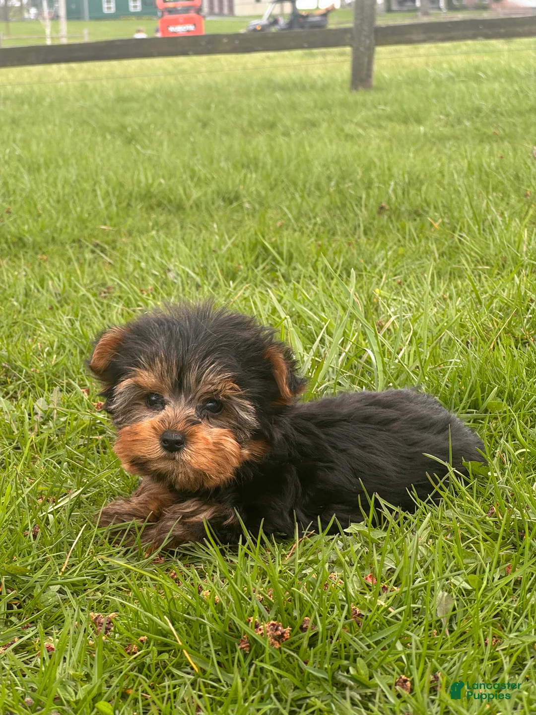 Yorkshire Terrier dogs for sale: Yeti - Ad 2