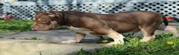 American Bully dogs for sale: Moose Tracks - Ad 5