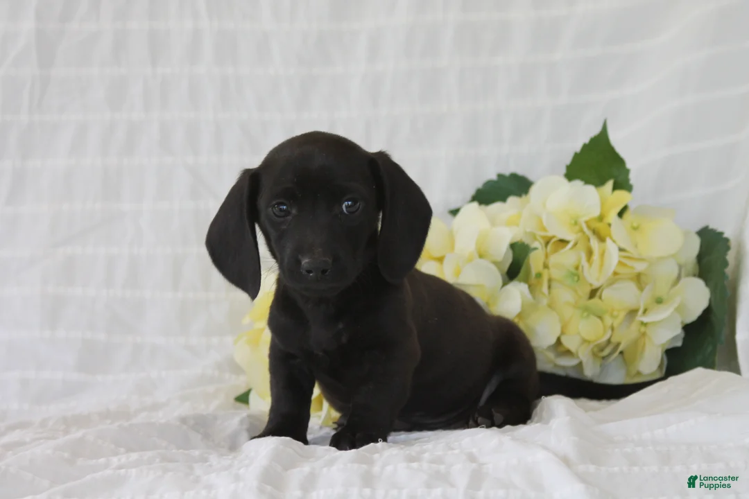 Dachshund dogs for sale: Charlie - Ad 1