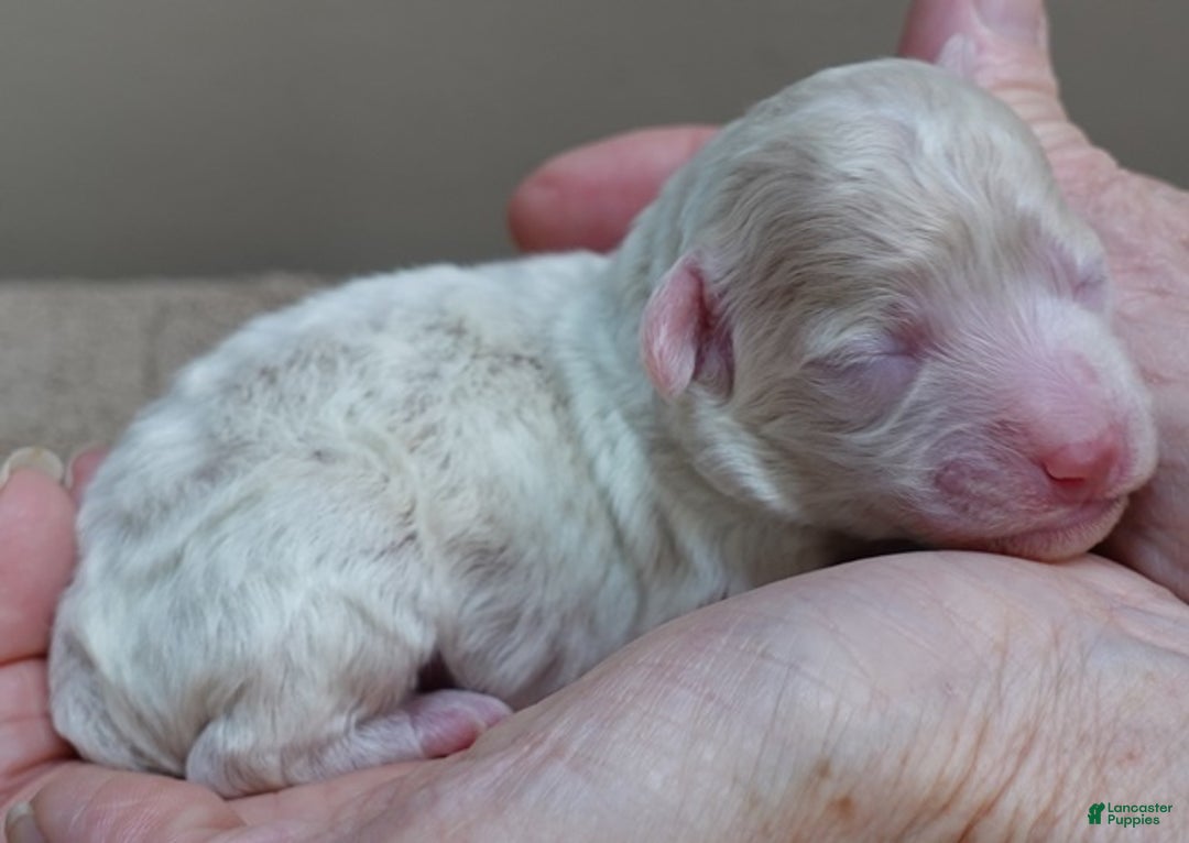 Toy Poodle dogs for sale: Rook!!!!!!!!!!!! - Ad 3