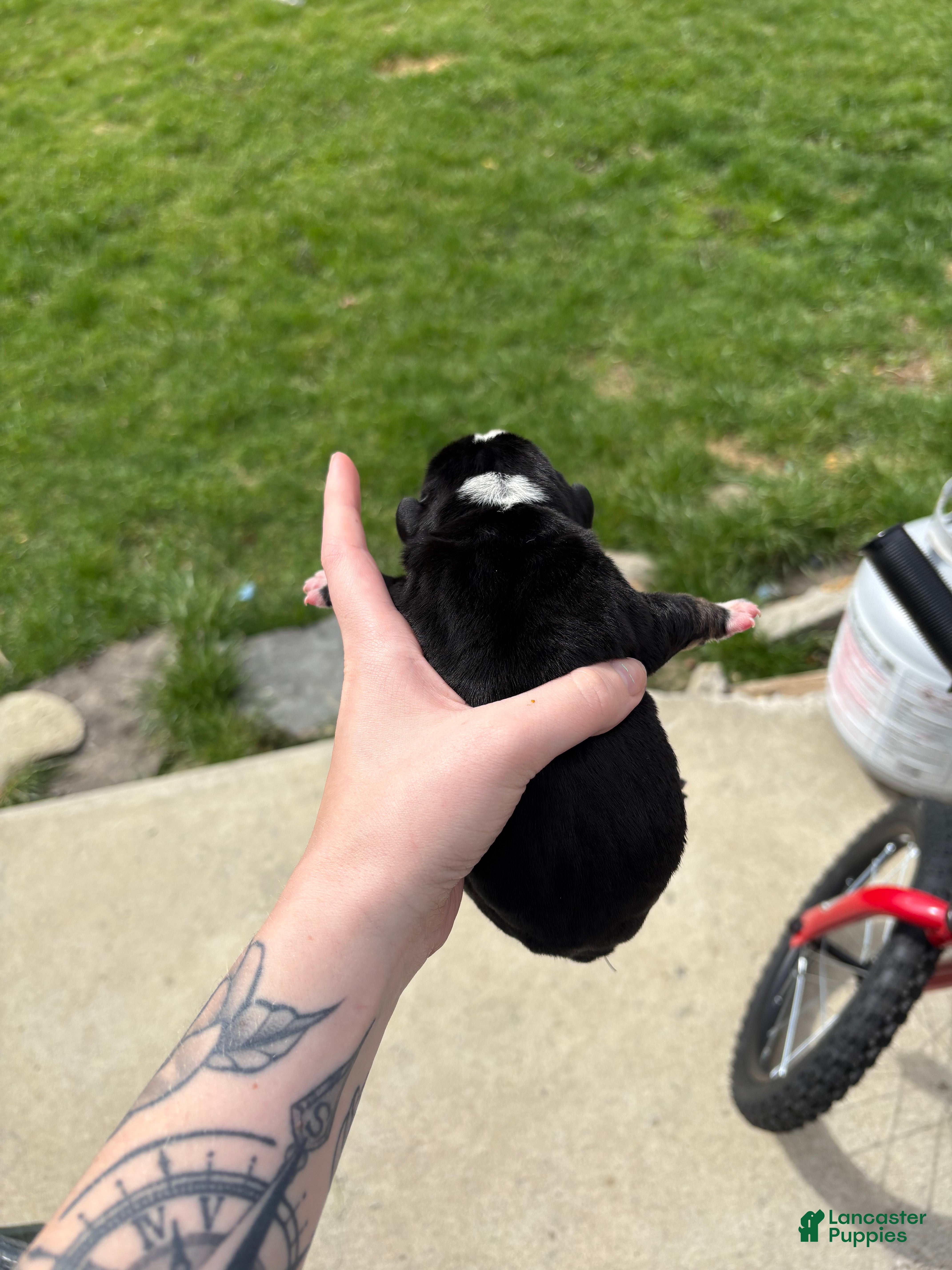 Olde English Bulldogge dogs Olde English Bulldogge Puppy 3 - Ad 23