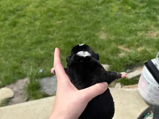 Olde English Bulldogge dogs Olde English Bulldogge Puppy 3 - Ad 30