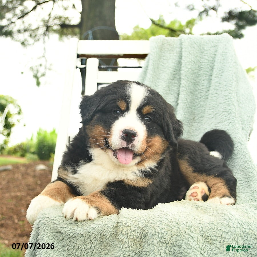 Mixed Breed dogs Rusty  - Ad 2