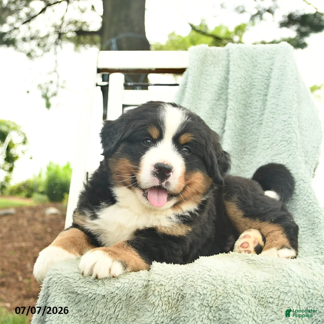 Mixed Breed dogs for sale: Rusty  - Ad 2