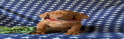 Vizsla dogs for sale: Hardyn - Ad 3