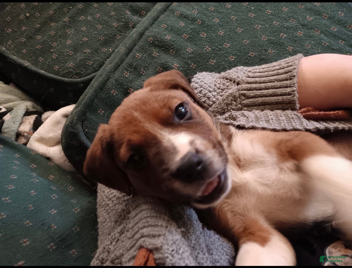 Mixed Breed dogs Ava - Ad 1
