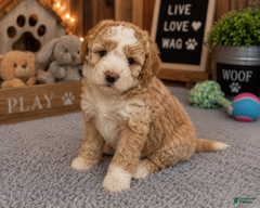 Mixed Breed dogs Male 2 - Ad 2