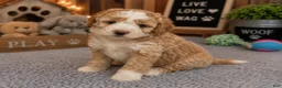 Mixed Breed dogs for sale: Male 2 - Ad 2