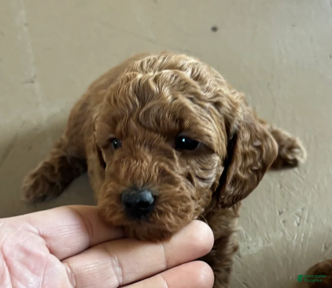 Miniature Poodle dogs for sale: Elmo - Ad 9