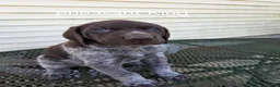 German Shorthaired Pointer dogs for sale: Pheasant King  - Ad 1