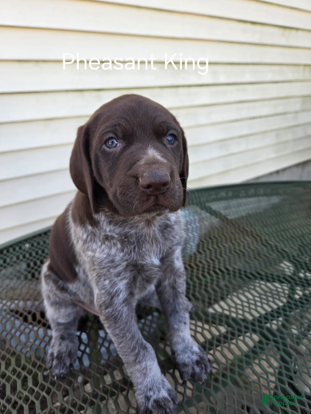 German Shorthaired Pointer dogs for sale: Pheasant King  - Ad 1