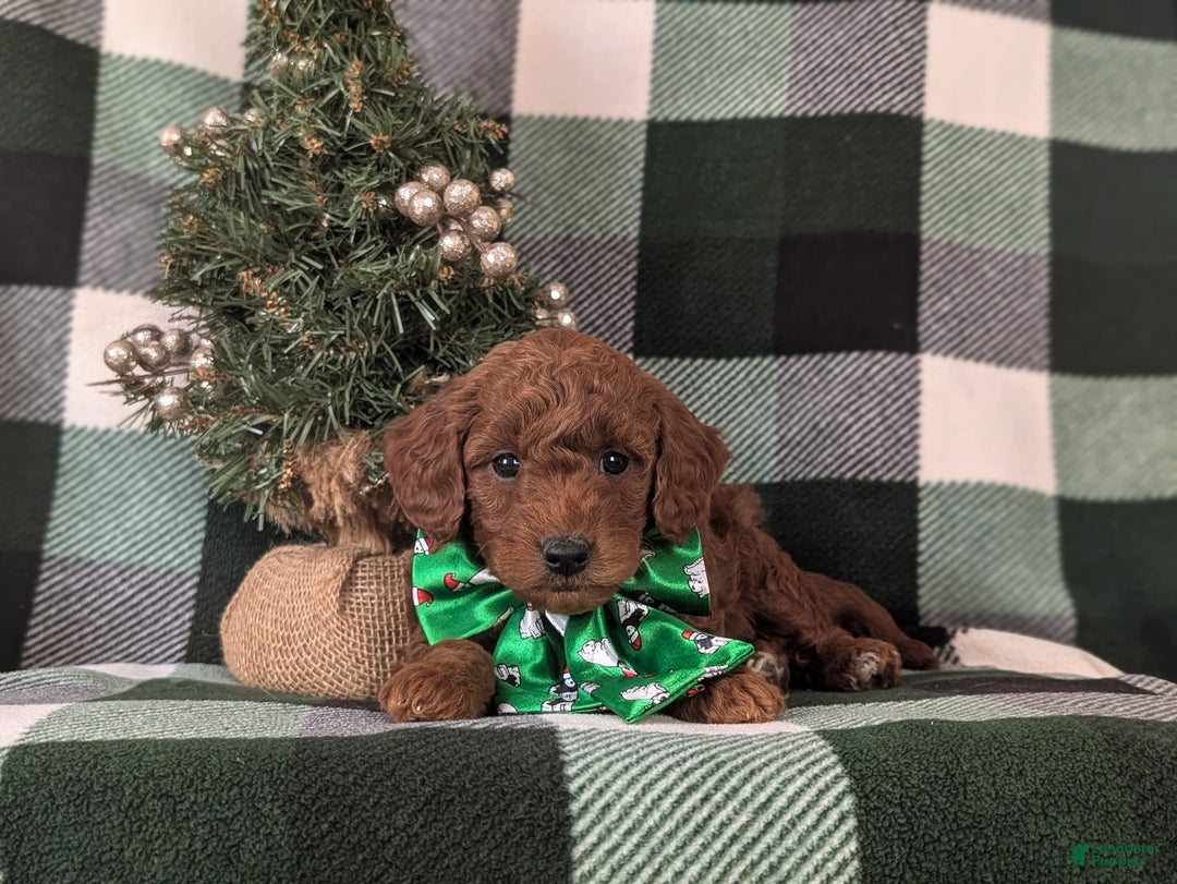 Mixed Breed dogs for sale: Brett Hypoallergenic - Ad 5