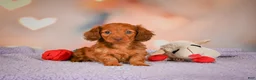 Dachshund dogs for sale: Rose - Ad 6