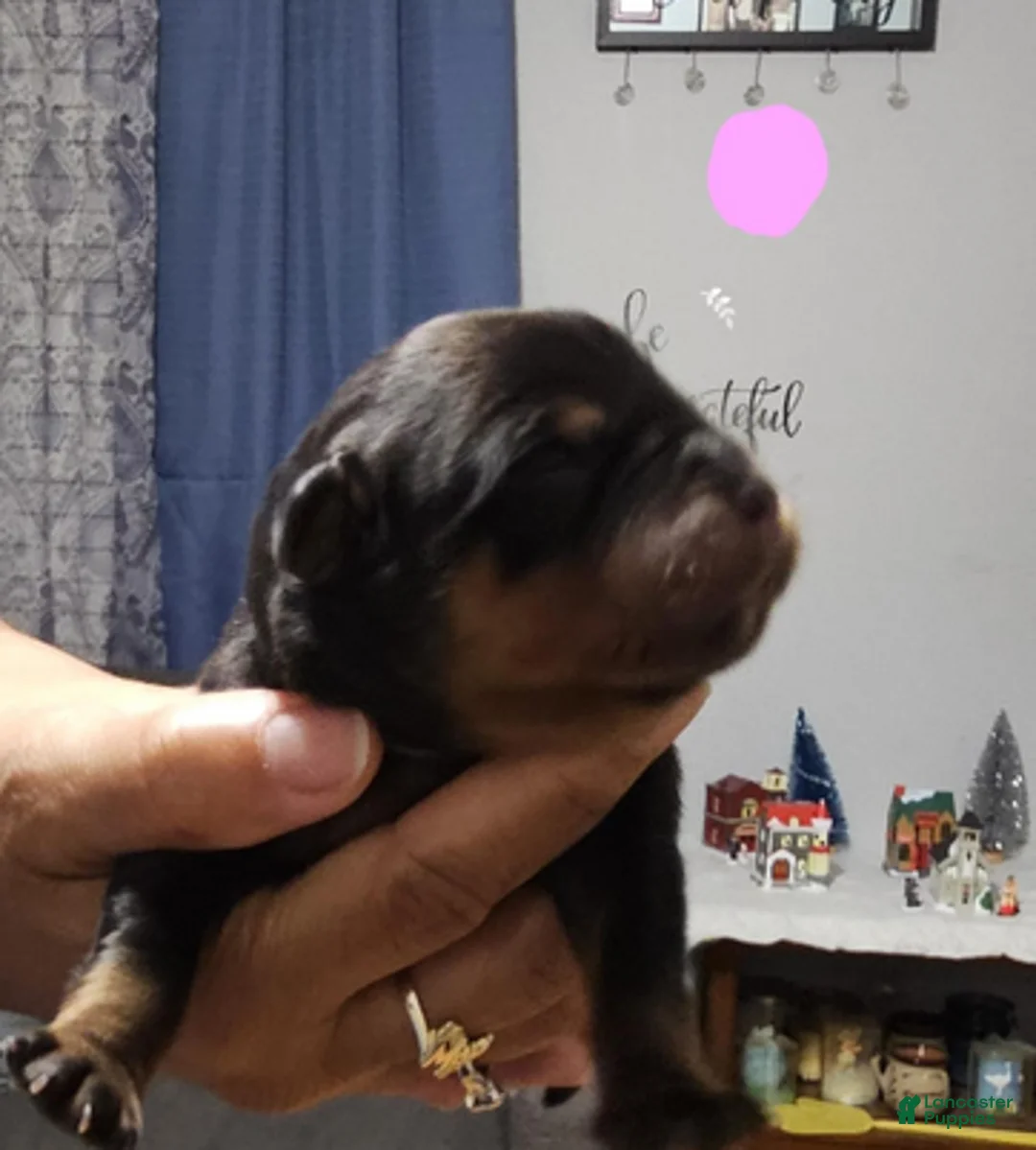 Rottweiler dogs for sale: Light Pink Girl - Ad 9