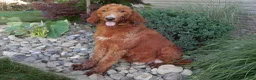 Mini Goldendoodle dogs for sale: Gus-MEDIUM - Ad 5