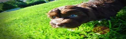 Havapoo dogs for sale: Baxter - Ad 14