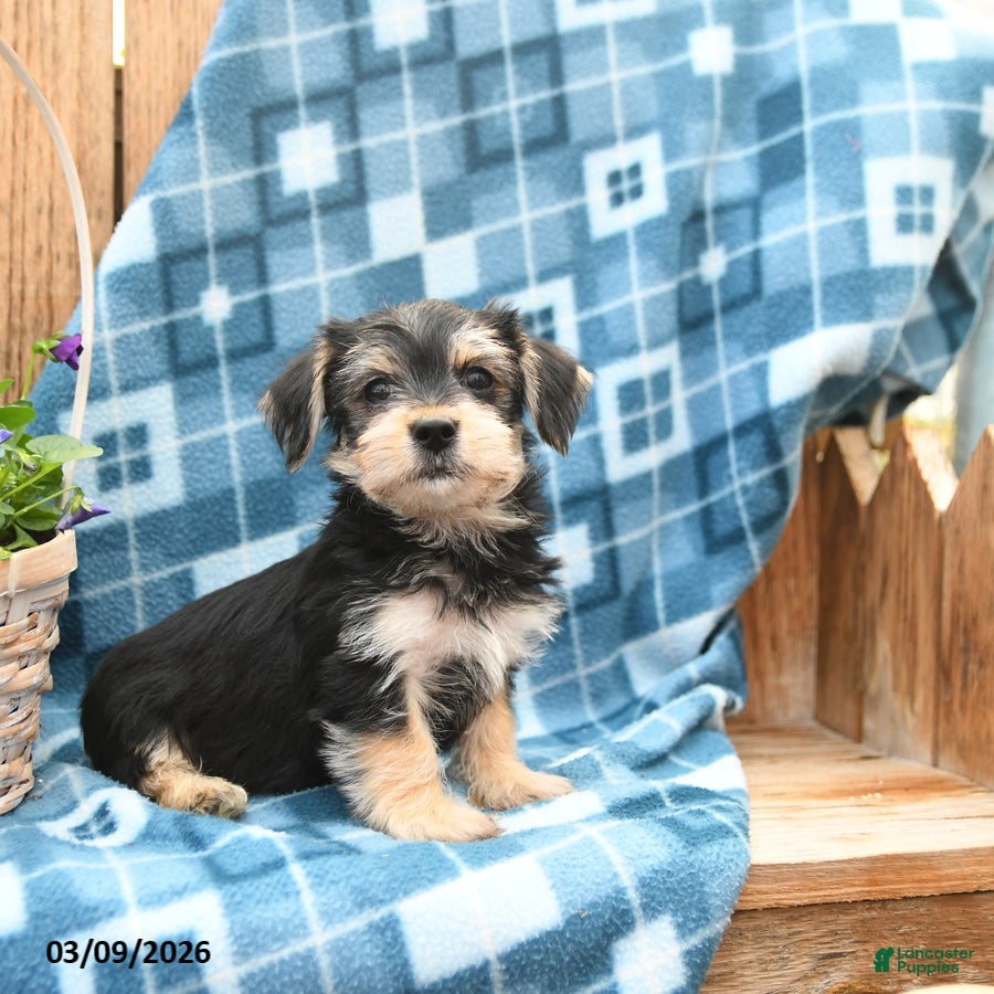 Mixed Breed dogs Sleek - Ad 1