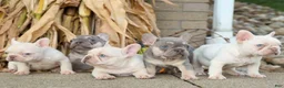 French Bulldog dogs for sale:  Rosa💖 - Ad 20