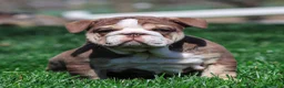 English Bulldog dogs for sale: Marina Mocha English Bulldog Puppy  - Ad 1